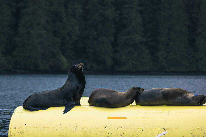 A group of harbour seals resting