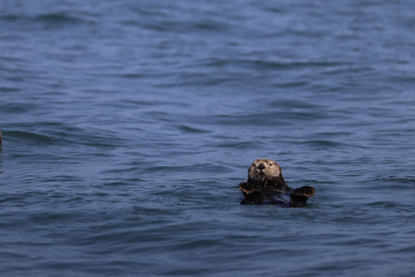 A lone sea otter floating on its back in the water