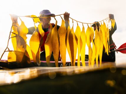 Two women proudly holding strands of freshly collected kelp