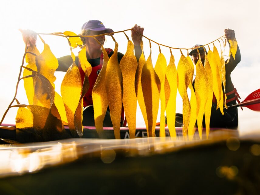 Two women proudly holding strands of freshly collected kelp
