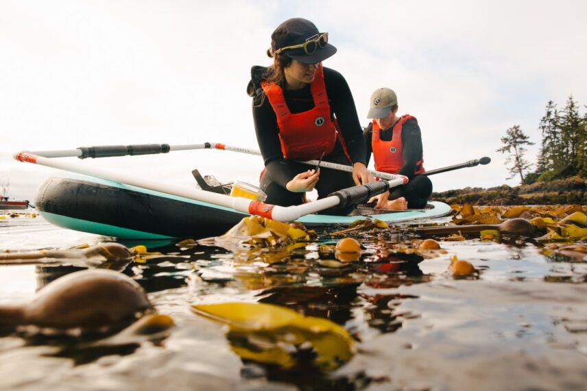 Two women on paddleboards collecting samples in a floating kelp bed