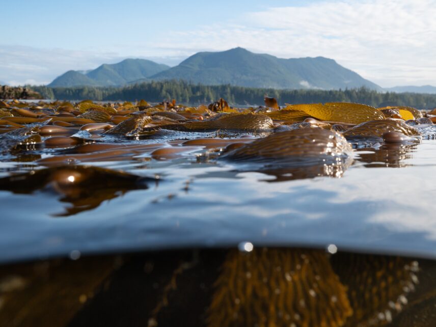 Split image of kelp forest underwater and rugged coastal forest above