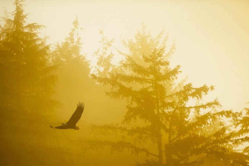 An eagle soaring through fog and golden sunrays over Tofino