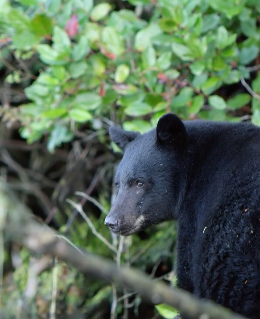 Close-up of a coastal black bear in Tofino’s lush forest backdrop