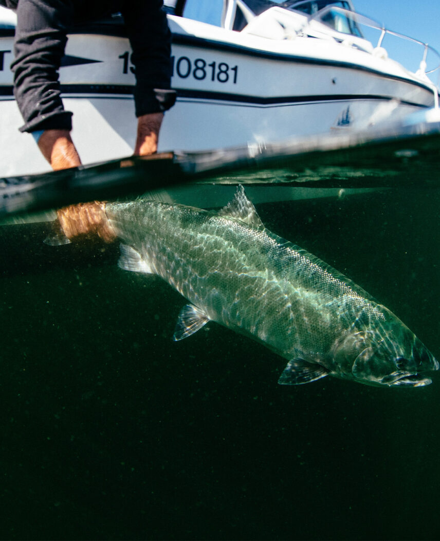 Underwater view of a fish during a guided fishing tour in Tofino’s waters