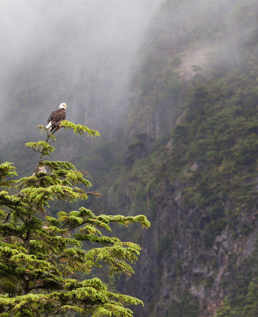 Bald eagle perched on a tree during a winter wildlife tour in Tofino