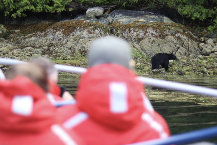 A group of people observing a black bear from a boat