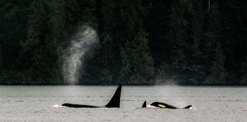 Two orcas swimming through Tofino’s calm coastal waters with misty forest in the background