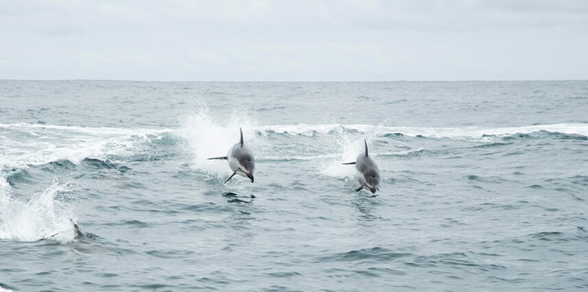 Dolphins leaping from the ocean near Tofino’s coastline