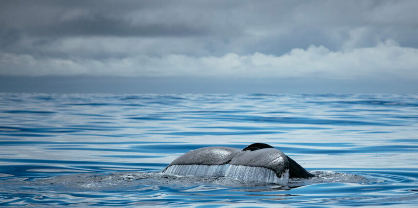 Whale tail rising from the ocean with misty coastal forest in the background