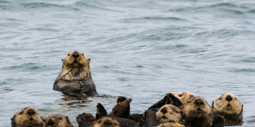 Playful sea otter floating in the waters of Clayoquot Sound, surrounded by kelp