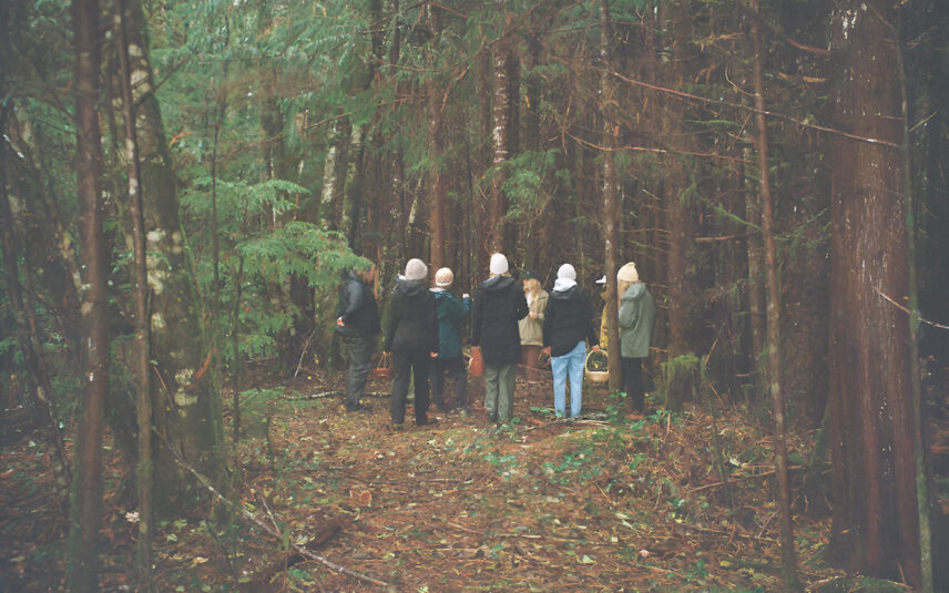 People walking through an old-growth forest in Tofino during fall