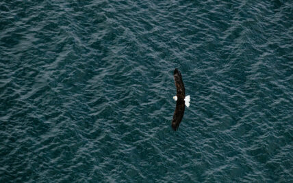 Bald eagle soaring over Clayoquot Sound with wings fully extended