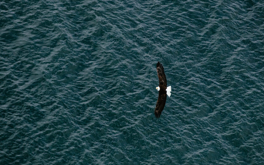 Bald eagle soaring over Clayoquot Sound with wings fully extended
