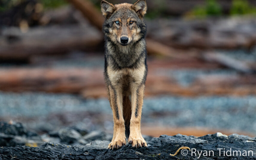 Close-up photo of a wolf looking alert in a coastal forest setting