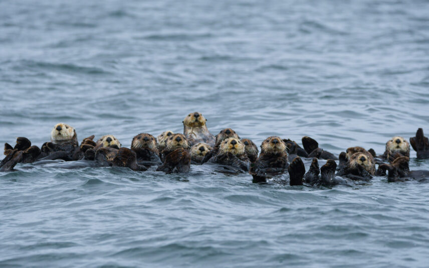 A raft of sea otters floating on their backs in calm winter waters