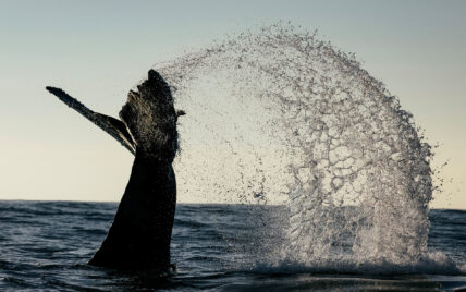 Majestic whale tail splashing in Clayoquot Sound during a marine wildlife tour