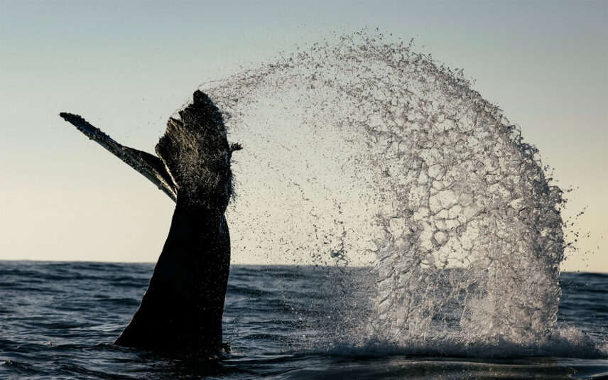 Majestic whale tail splashing in Clayoquot Sound during a marine wildlife tour