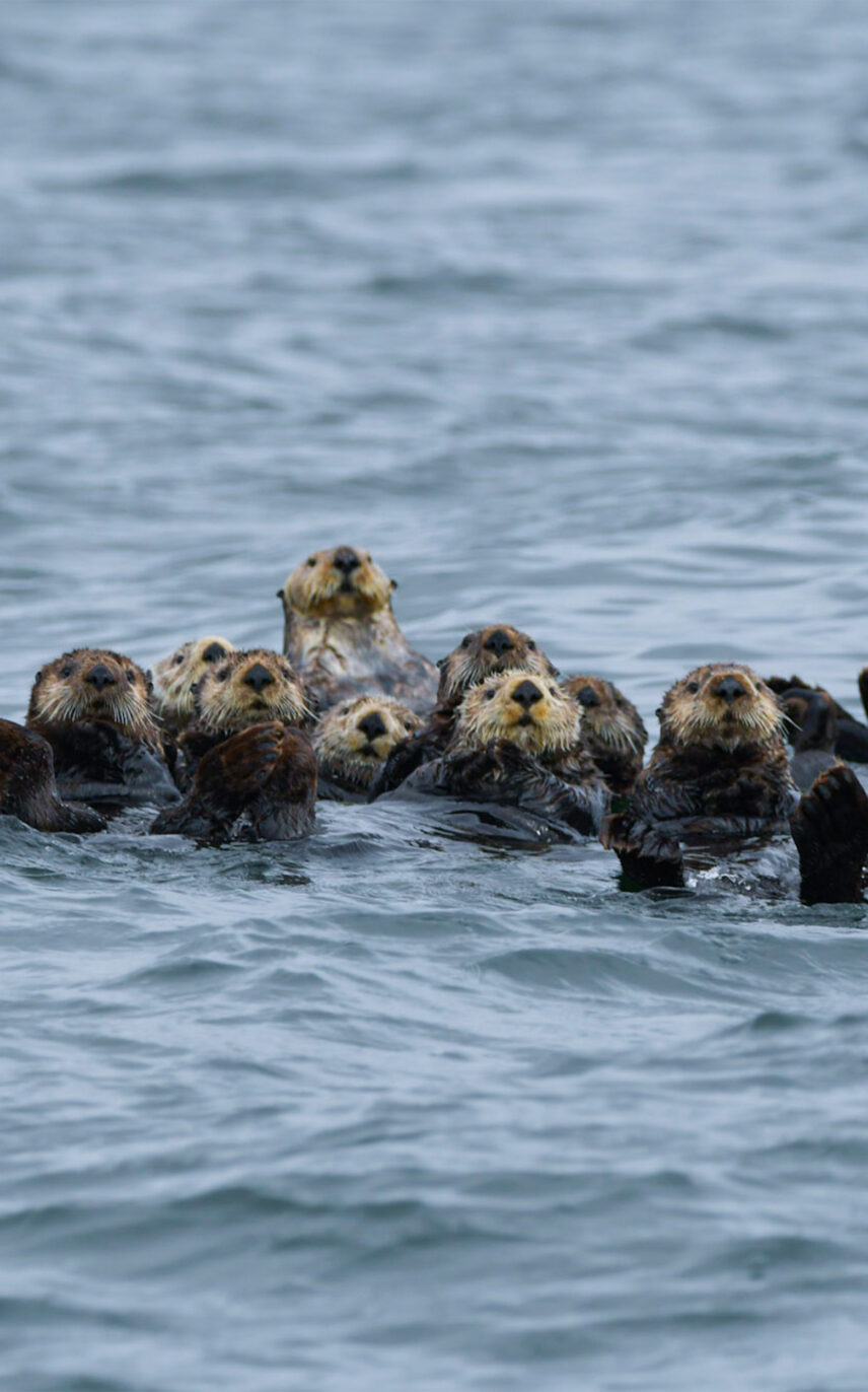 Sea otters floating on their backs in the water