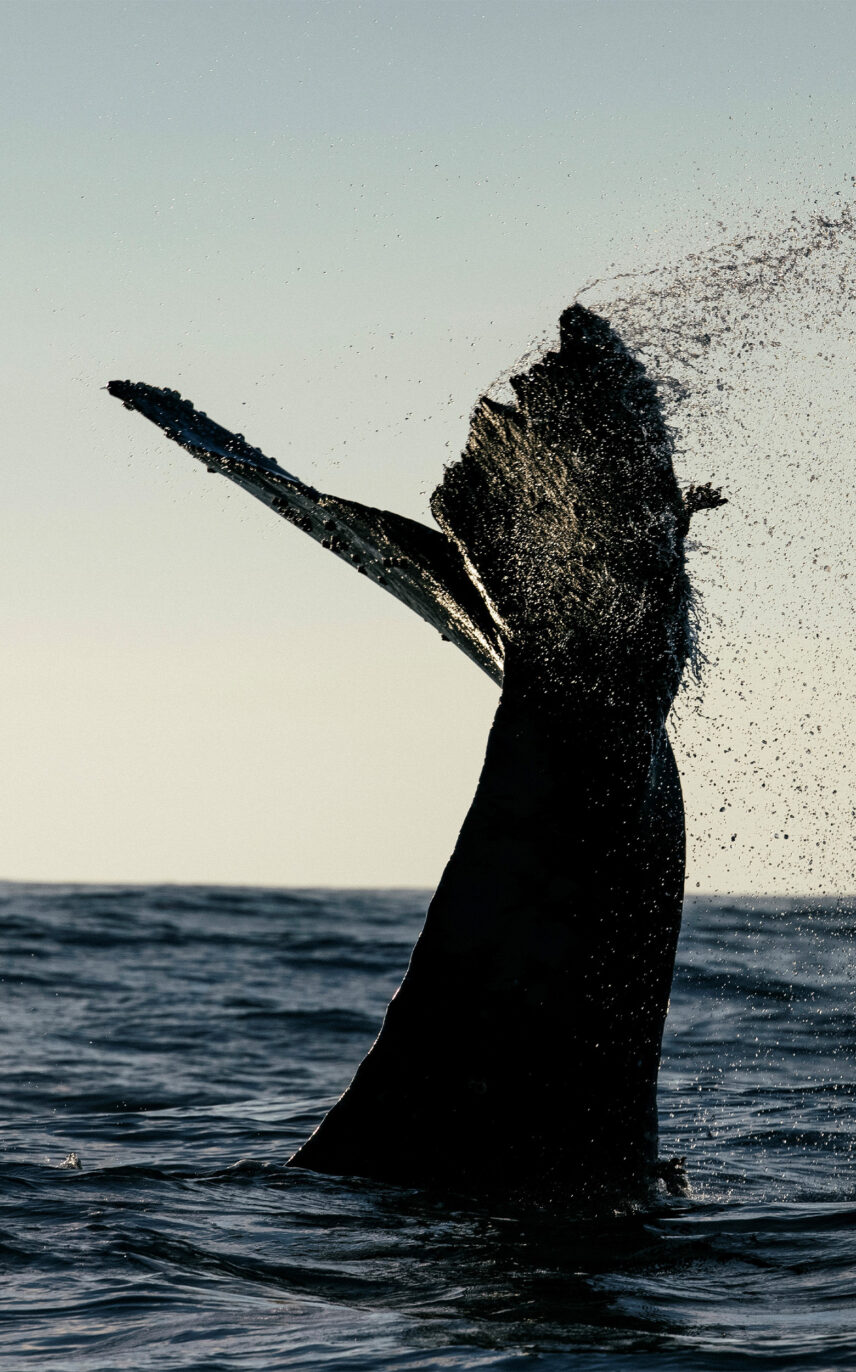 Majestic whale tail splashing in Clayoquot Sound during a marine wildlife tour