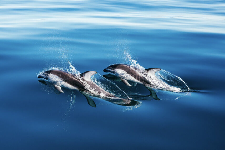 Pod of dolphins leaping together through the ocean