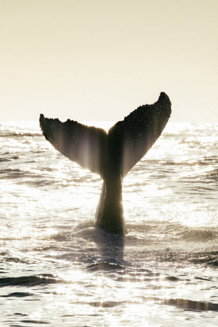 A whale tail glistening with golden sun rays over the ocean