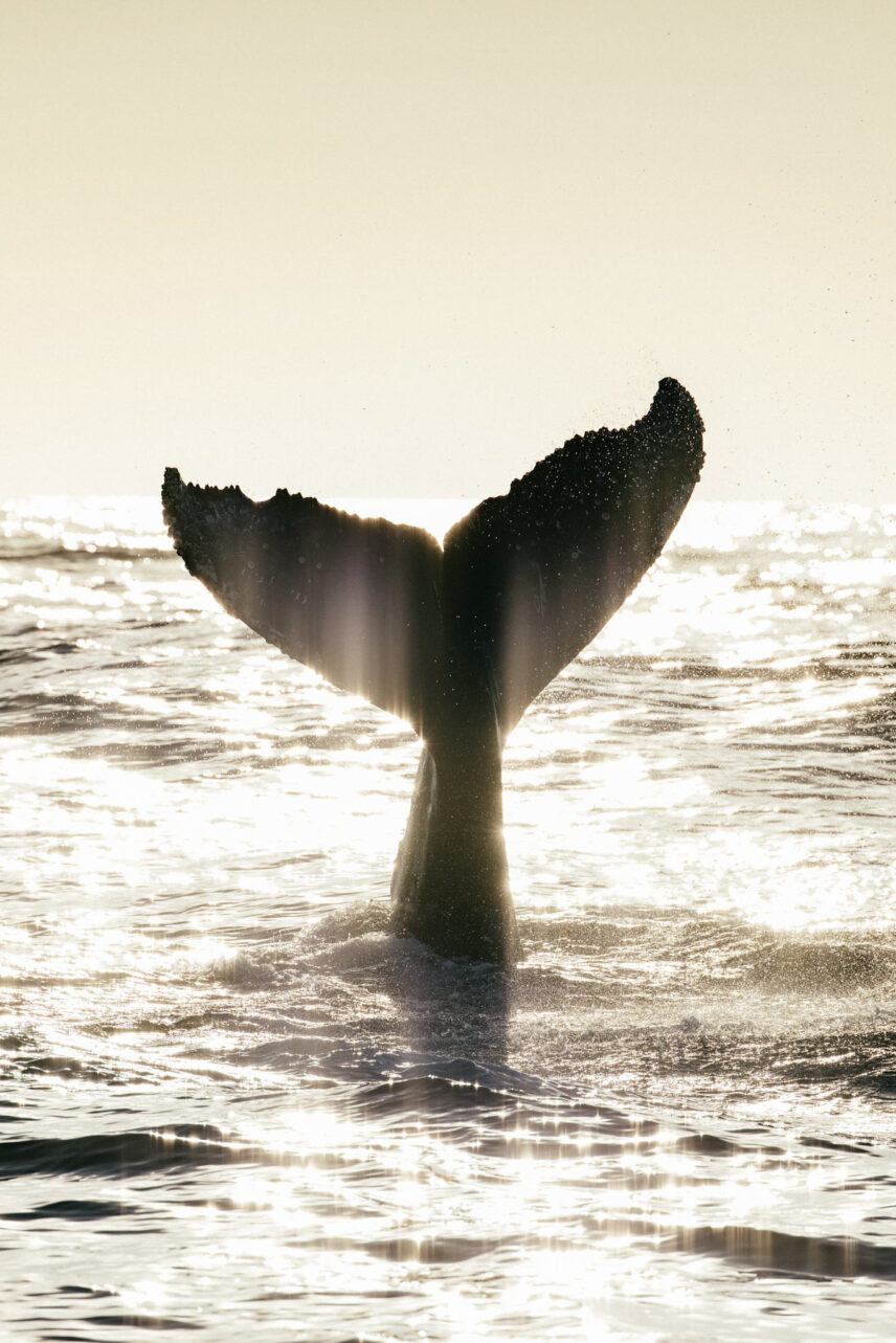 A whale tail glistening with golden sun rays over the ocean