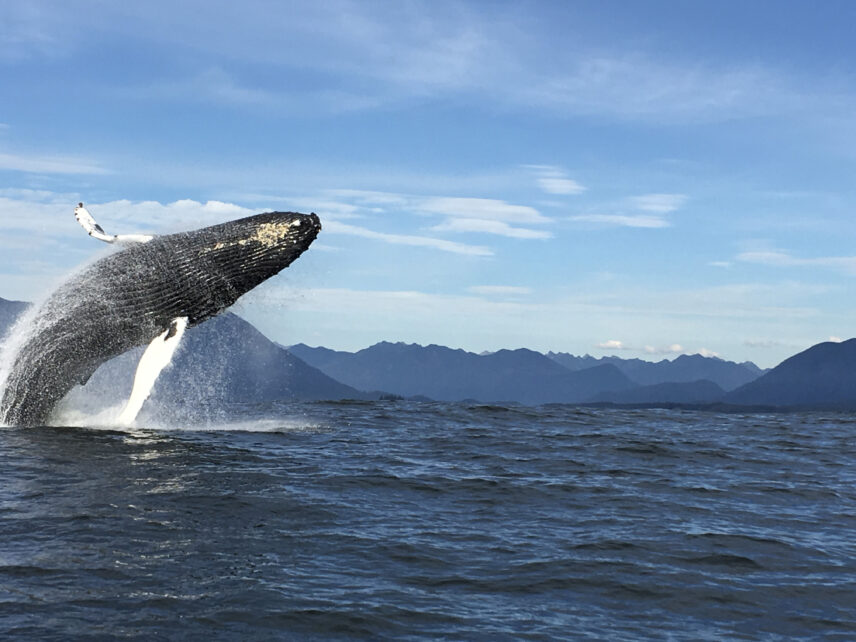 Humpback whale breaching from the ocean in British Columbia