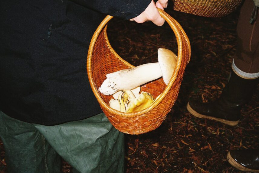 A basket holding a freshly foraged mushroom