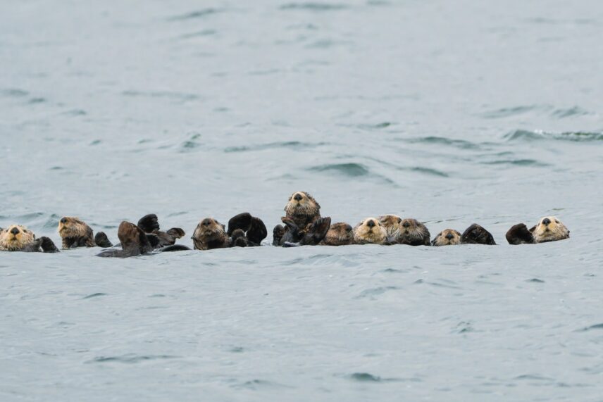 Sea otters floating in a kelp bed near the Tofino coastline