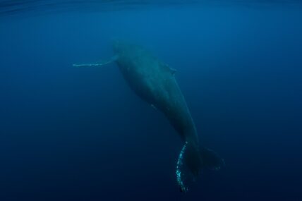 Underwater photo of a whale swimming through herring-filled waters