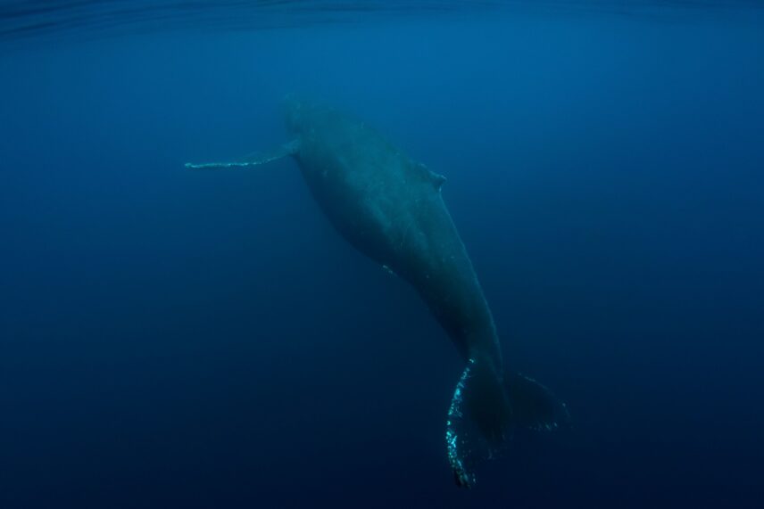 Underwater photo of a whale swimming through herring-filled waters