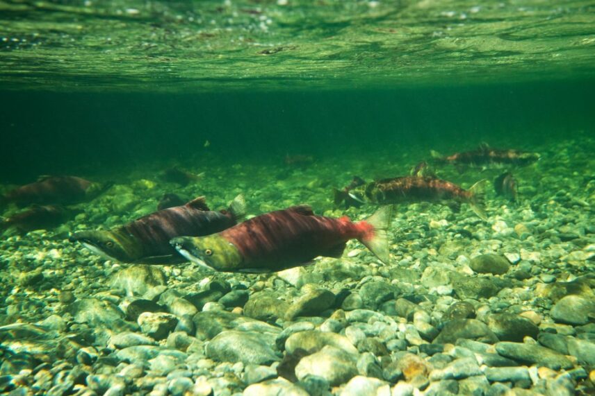 School of fish swimming in clear underwater shallows