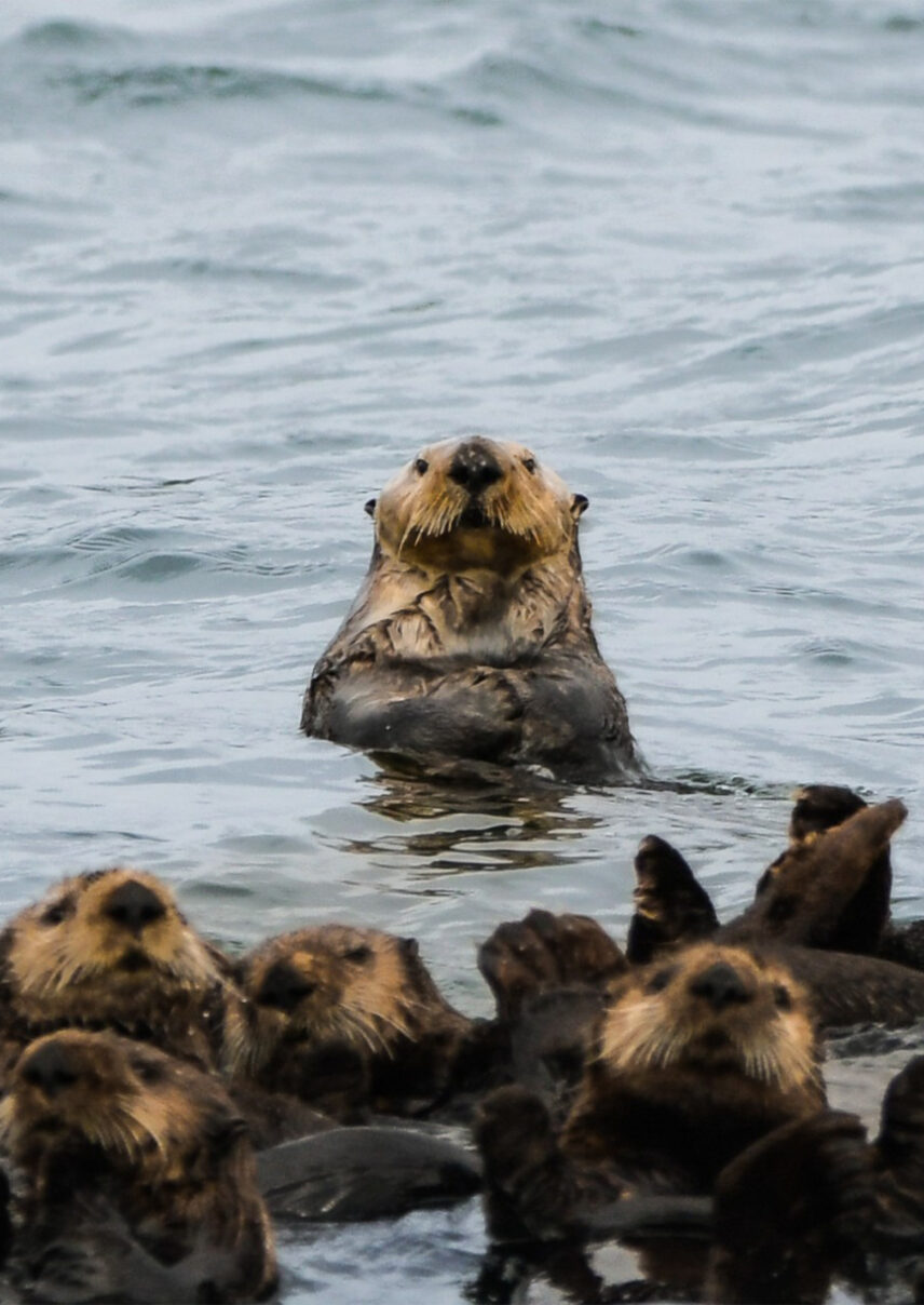 Coastal otter floating peacefully in the water, surrounded by natural shoreline