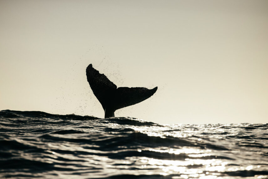 Whale tail emerging from the Pacific Ocean near Tofino