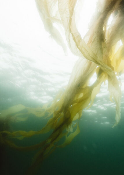Underwater image of vibrant kelp forest swaying beneath the surface near Tofino