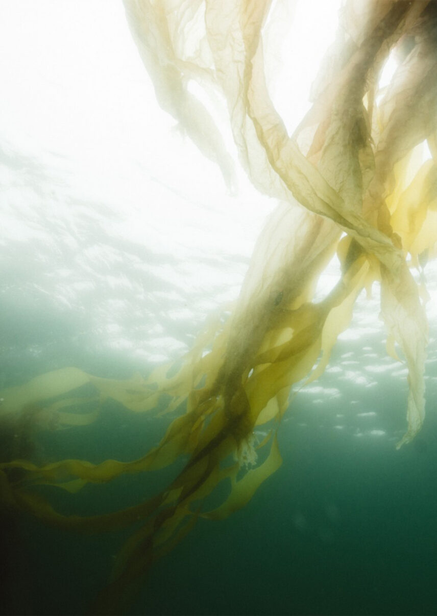 Underwater image of vibrant kelp forest swaying beneath the surface near Tofino