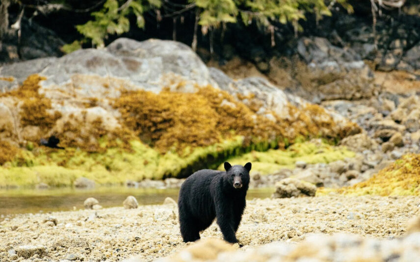 Another view of a black bear on the rocky coastline, with the forest behind