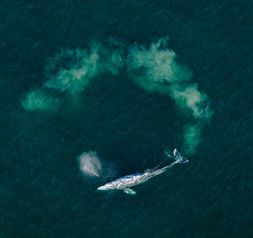 A whale swimming in a circle leaving a visible trail in the deep blue-green waters of Clayoquot Sound