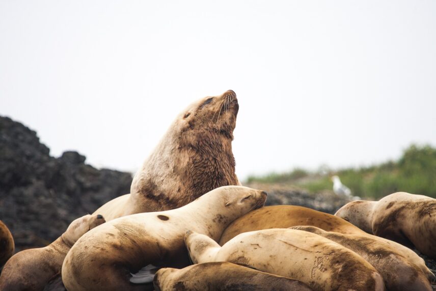 A cluster of sea lions lounging and barking on a rocky shore