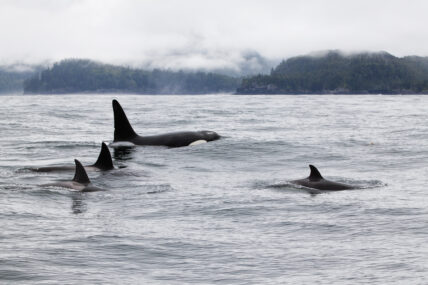 A family of orcas swimming together, with one tall dorsal fin and three smaller ones
