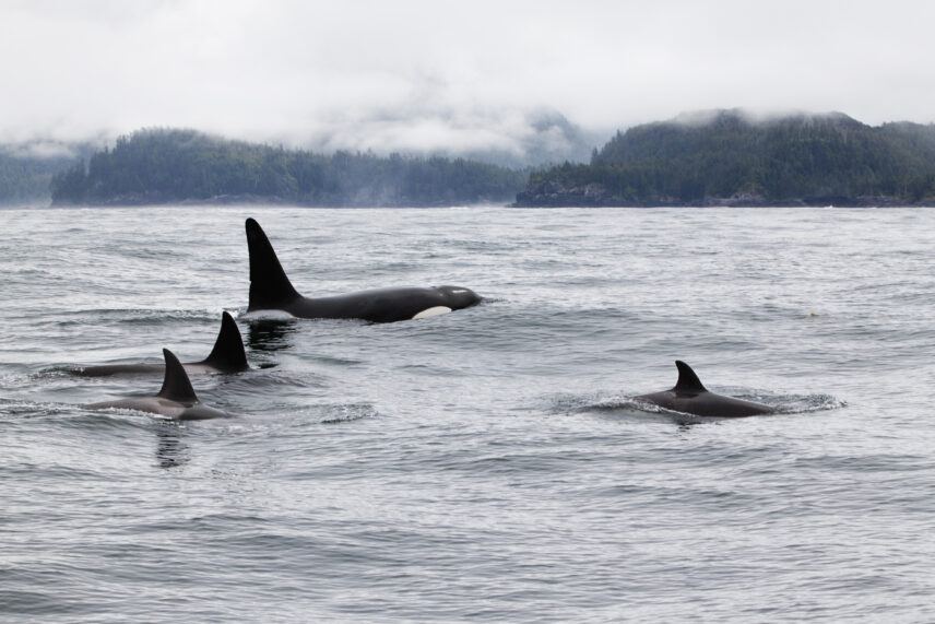 A family of orcas swimming together, with one tall dorsal fin and three smaller ones