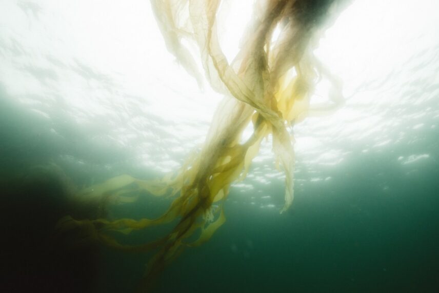 Flowing strands of bull kelp underwater