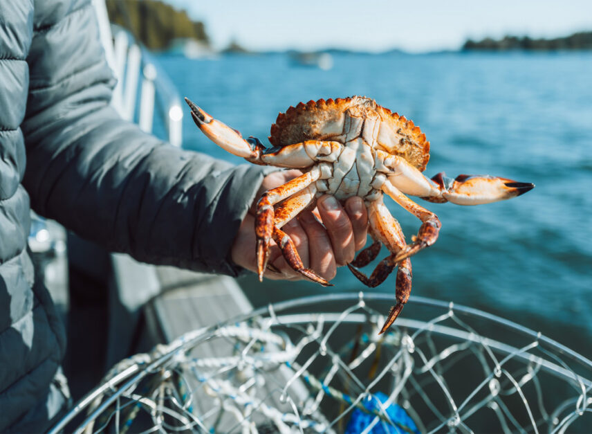Man holding a freshly caught crab above the ocean