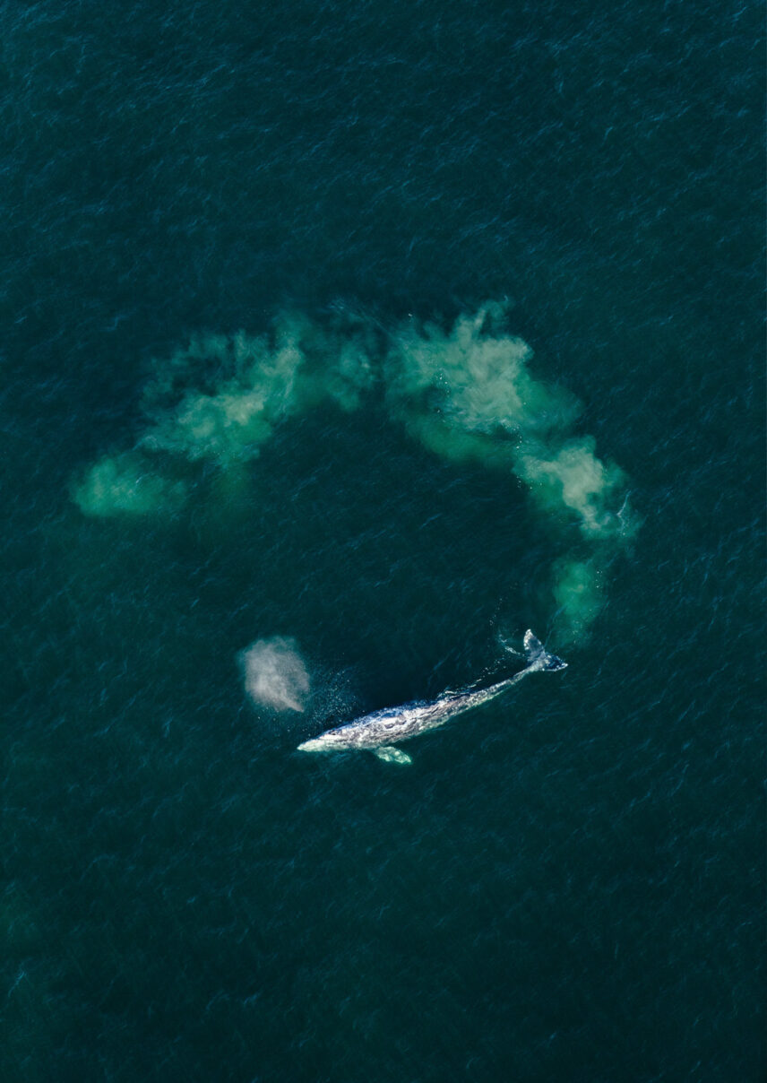 Drone shot of a whale swimming in a circle in the ocean off Tofino’s coast
