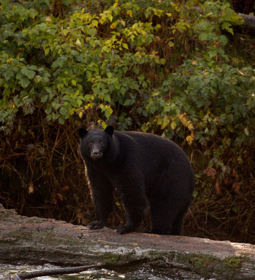 Black bear standing on a log in the forest with lush greenery in the background