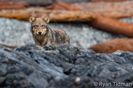 A wolf standing quietly on the shore