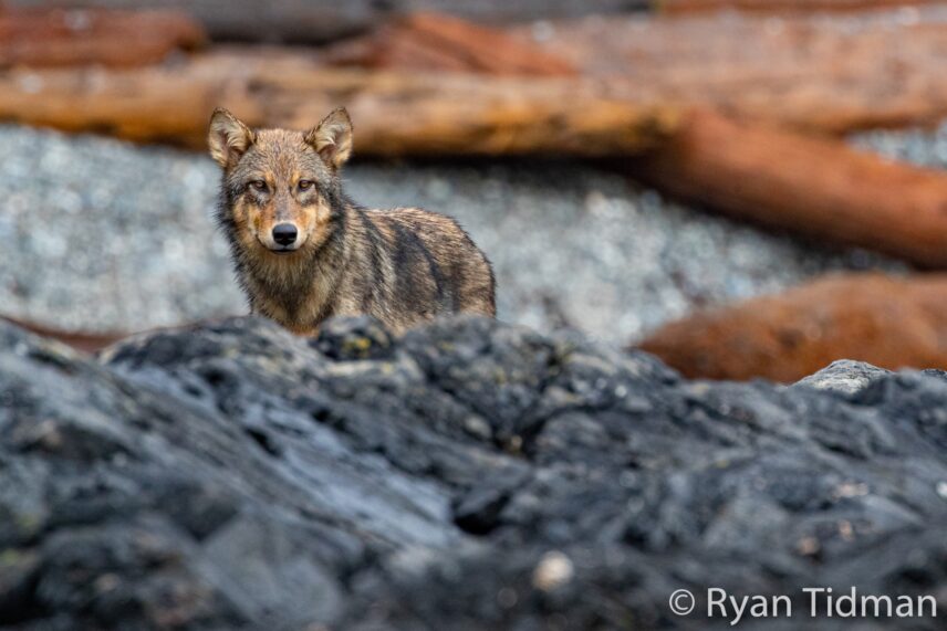A wolf standing quietly on the shore