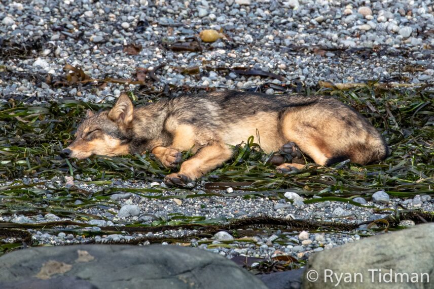 A wolf curled up sleeping on a rocky west coast beach
