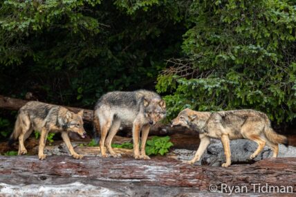 Three wolves standing on driftwood along the Tofino coastline